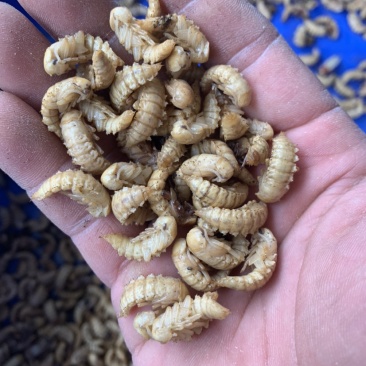蛋白虫母虫