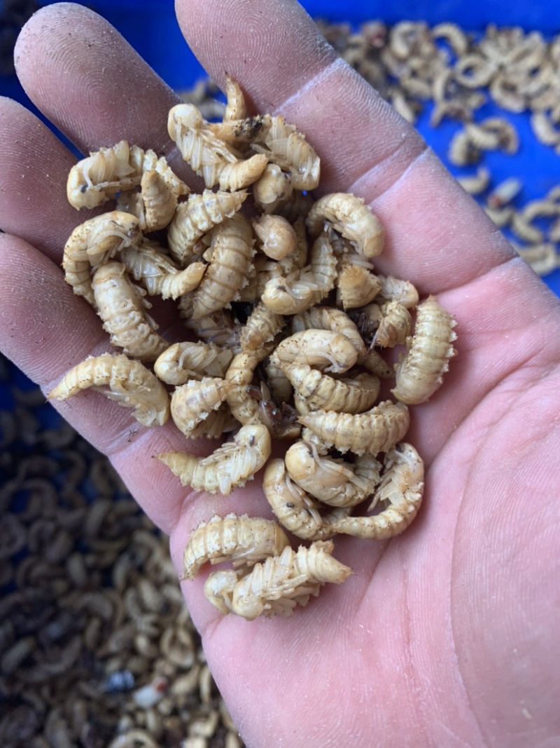 蛋白虫母虫