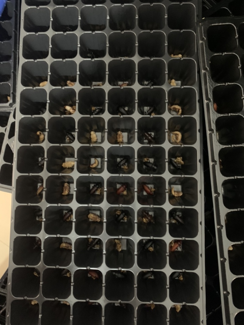 蛋白虫母虫