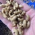 蛋白虫母虫