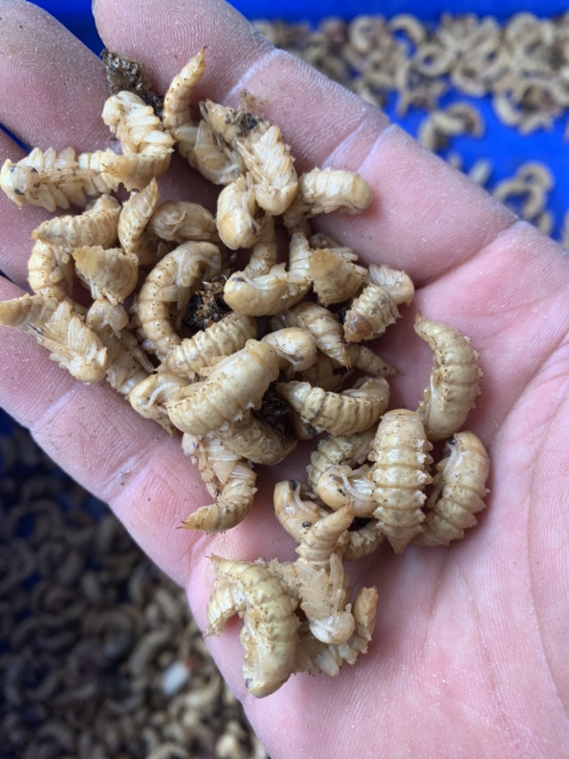 蛋白虫母虫