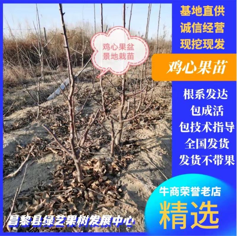 【好货推荐】四季海棠盆景，鸡心果盆景，基地培育，货源充足