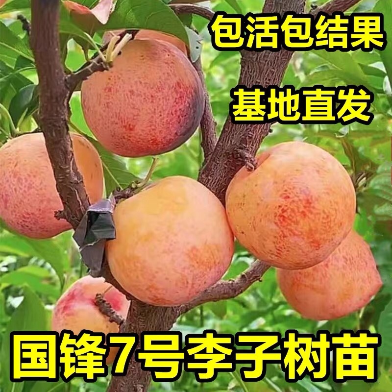 【热卖】国锋7号李树苗新品钟嫁接国丰七号李子苗南北方种植