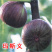 无花果树苗四季盆栽新品种特大无花果苗南北方室内外庭院阳台