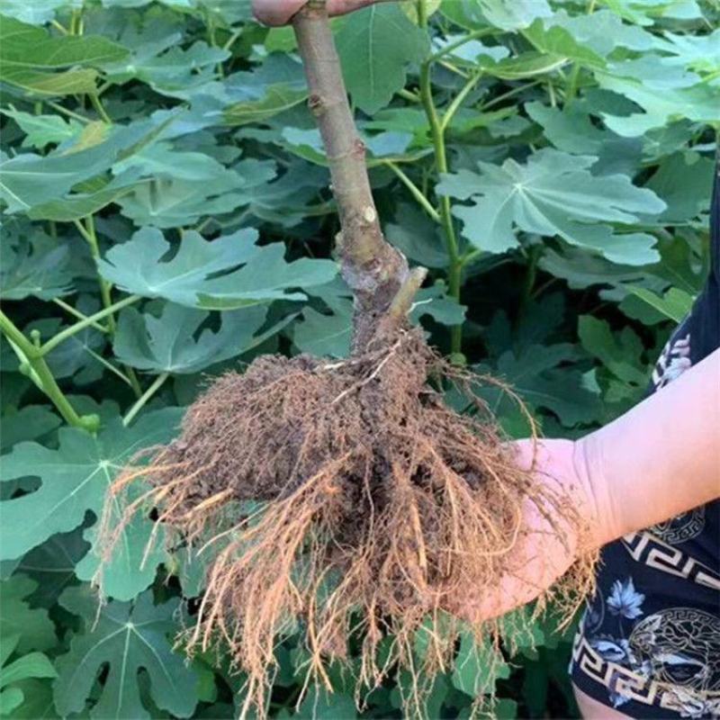 无花果树苗四季盆栽新品种特大无花果苗南北方室内外庭院阳台