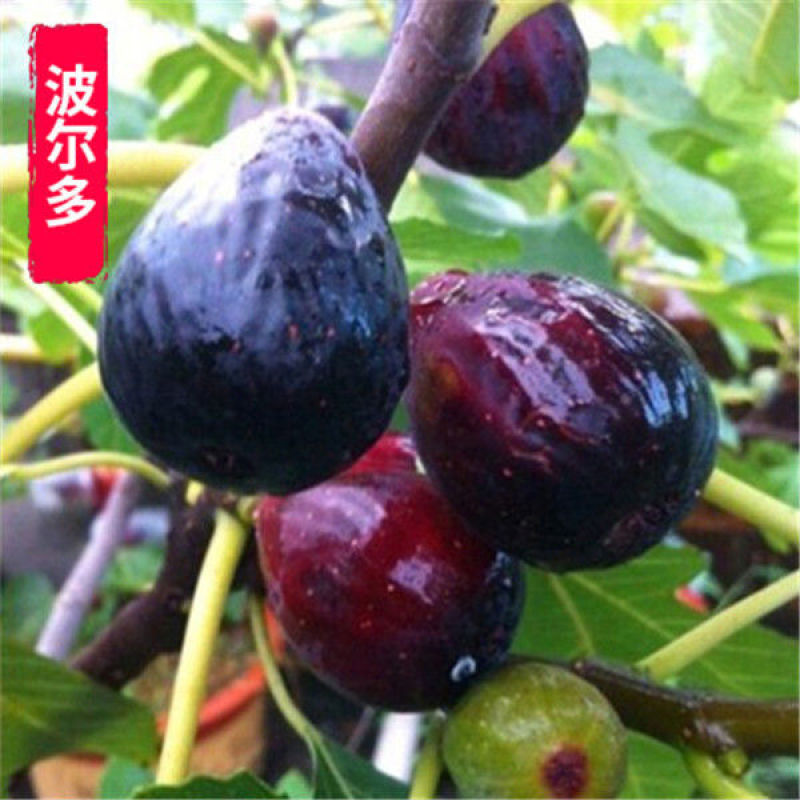 无花果树苗四季盆栽新品种特大无花果苗南北方室内外庭院阳台