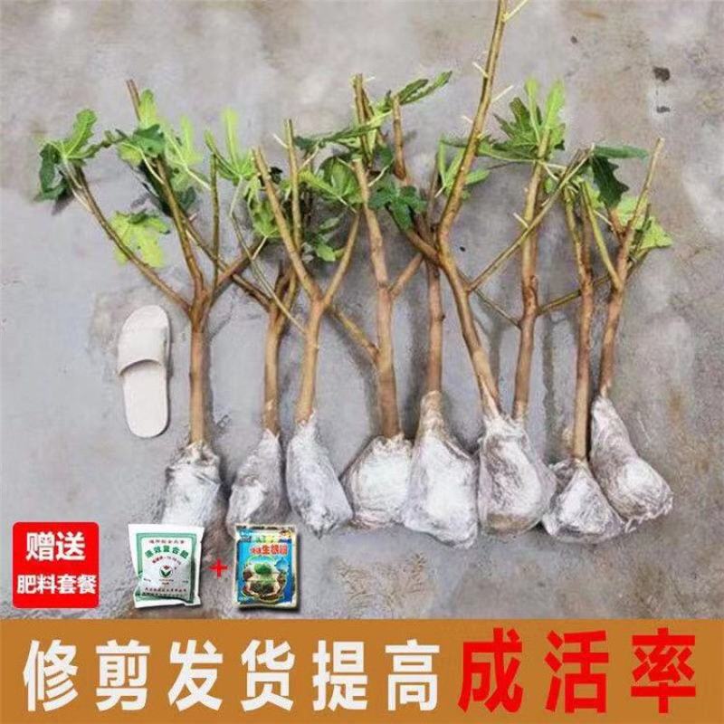 无花果树苗四季盆栽新品种特大无花果苗南北方室内外庭院阳台