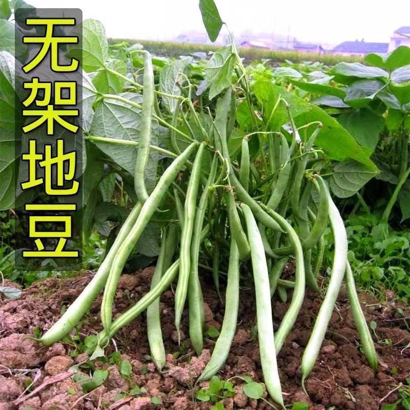 早熟无架豆种子豆角春季四季豆种籽阳台豆种豇豆蔬菜孑菜豆地