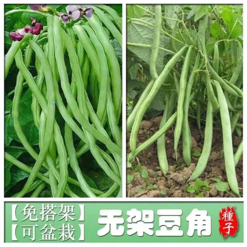 早熟无架豆种子豆角春季四季豆种籽阳台豆种豇豆蔬菜孑菜豆地