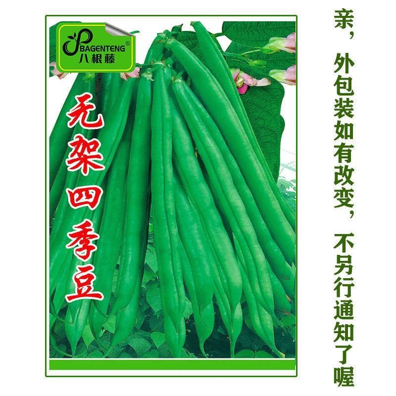 早熟无架豆种子豆角春季四季豆种籽阳台豆种豇豆蔬菜孑菜豆地