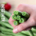 早熟无架豆种子豆角春季四季豆种籽阳台豆种豇豆蔬菜孑菜豆地