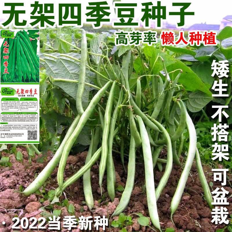 早熟无架豆种子豆角春季四季豆种籽阳台豆种豇豆蔬菜孑菜豆地