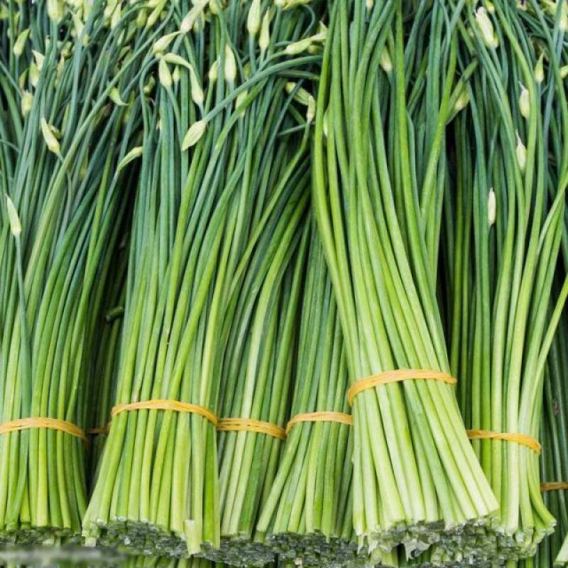 新育苔韭种子韭菜种籽韭菜苔富生耐寒高产抗病四季苔韭种子