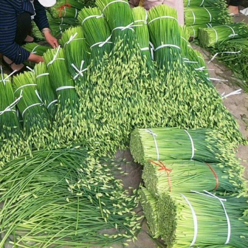 新育苔韭种子韭菜种籽韭菜苔富生耐寒高产抗病四季苔韭种子