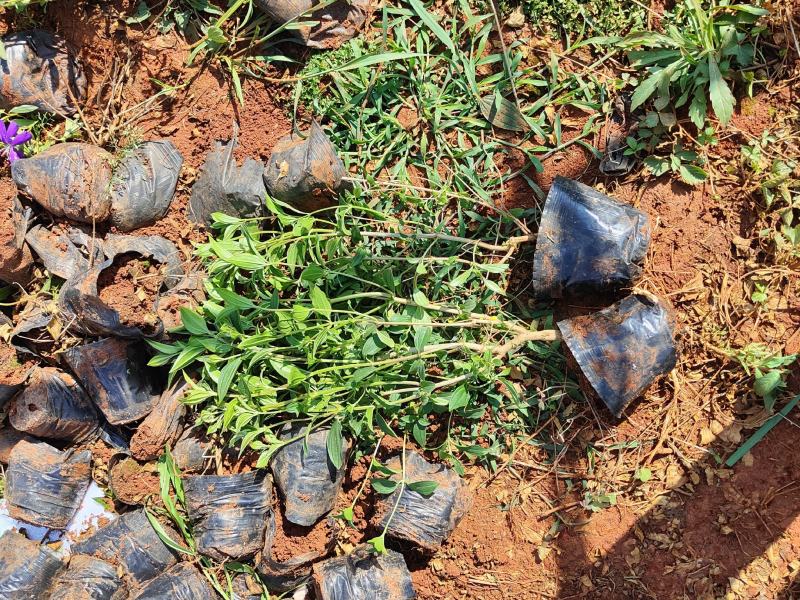 高度35/40巴西野牡丹16/16营养袋云南直供