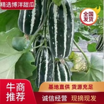 河北青县香瓜博洋9甜瓜羊角蜜热卖口感酥脆大量有货，