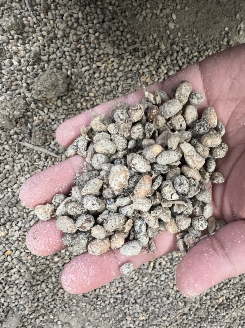 高温熟化大豆纯黄豆