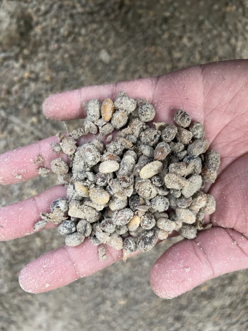 高温熟化大豆纯黄豆