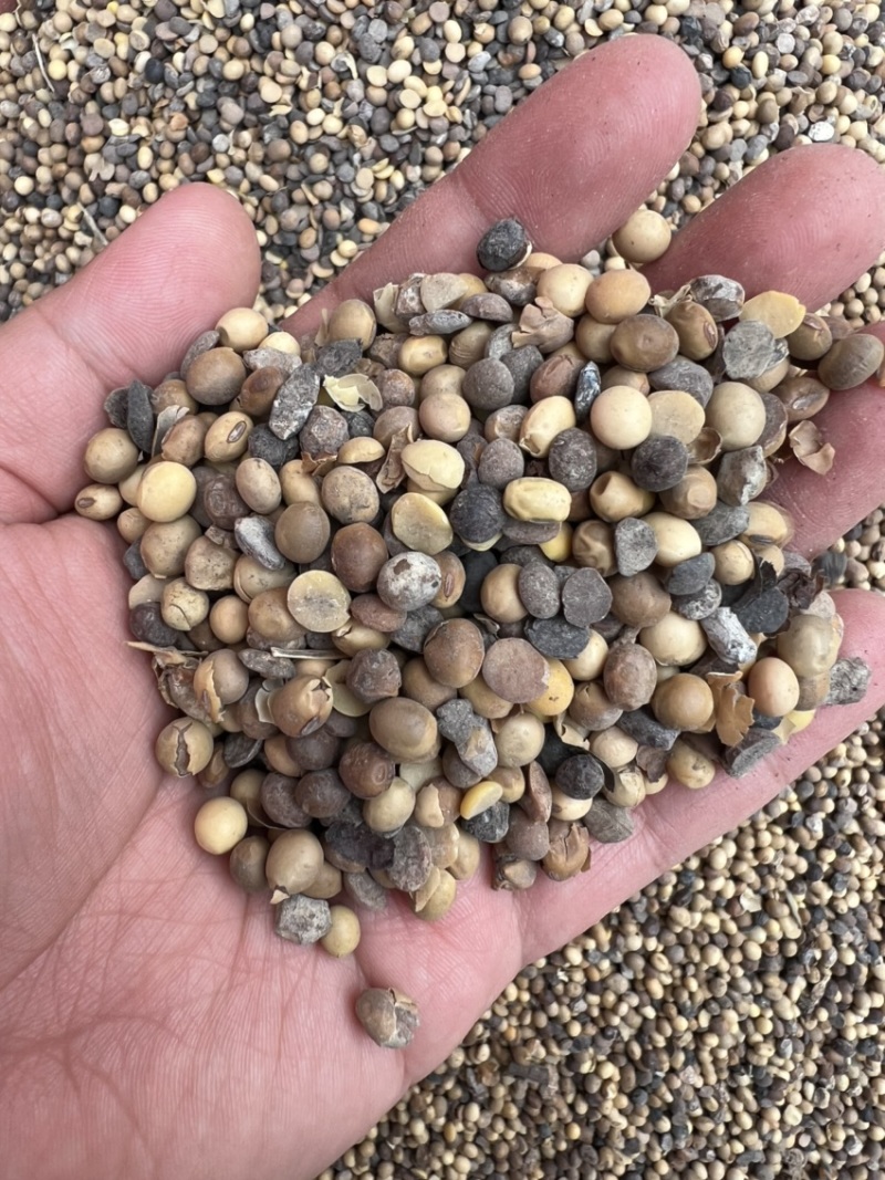 高温熟化大豆纯黄豆