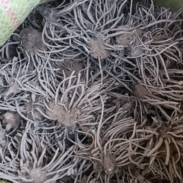 苍术苗