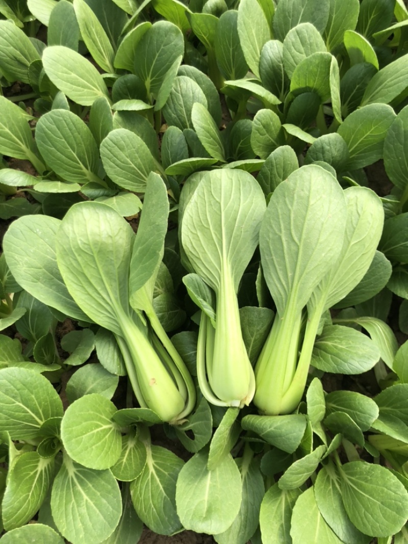 上海青小油菜产地直销新鲜采摘绿色蔬菜好吃看得见