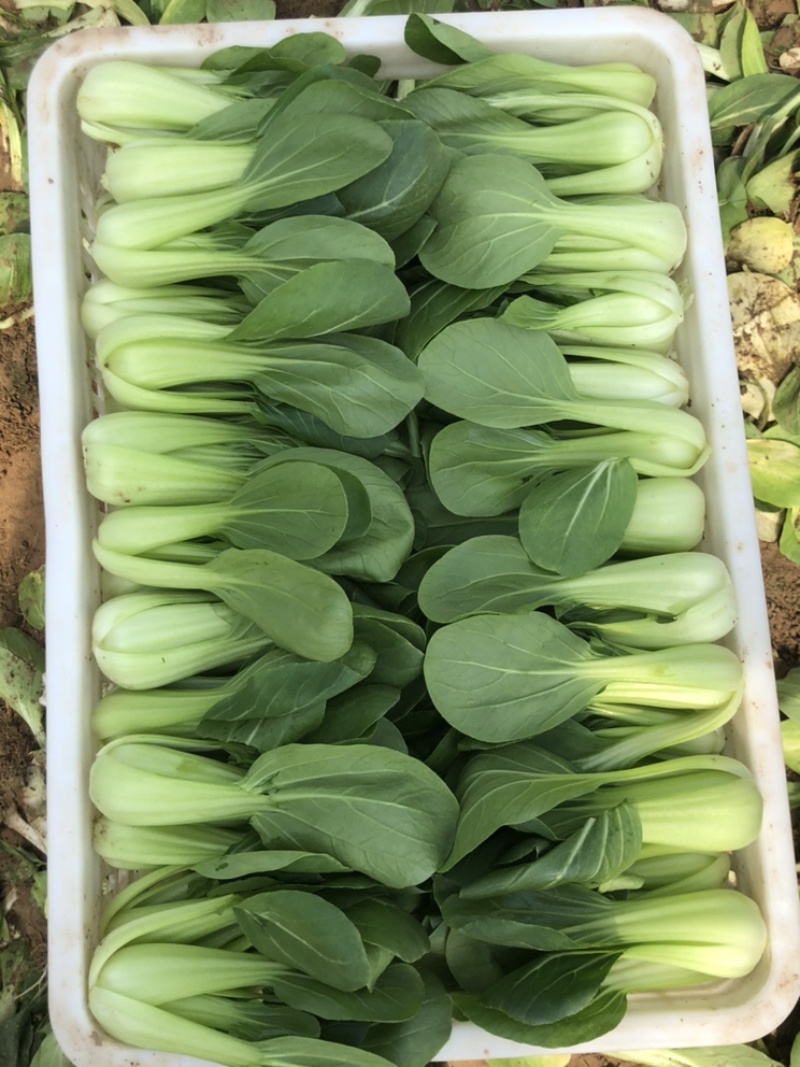 上海青小油菜产地直销新鲜采摘绿色蔬菜好吃看得见