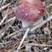 大球盖菇母种，一级试管种，全国各地优选品种，适应各地气候
