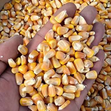 东北玉米粒颗粒饱满，无霉变，微量元素含量高。
