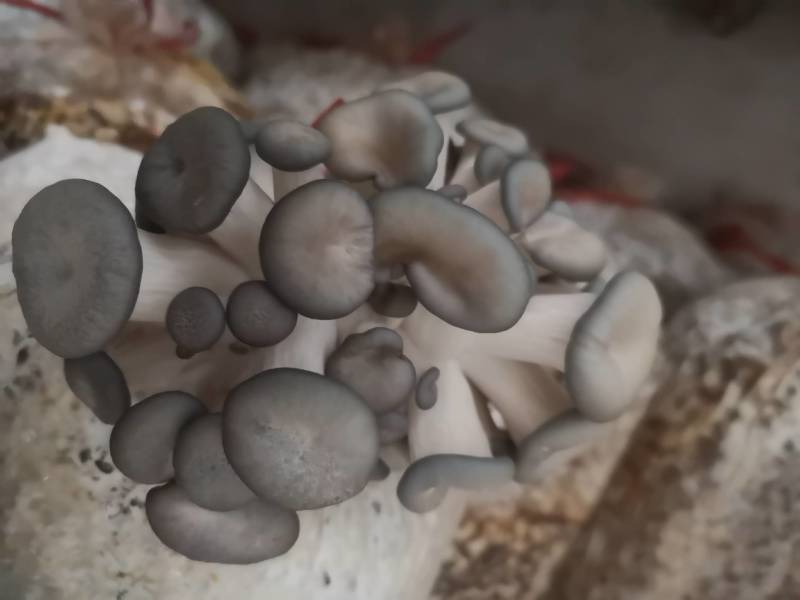平菇优良品种，一级试管种，原种灰黑色，广温型，抗病高产，