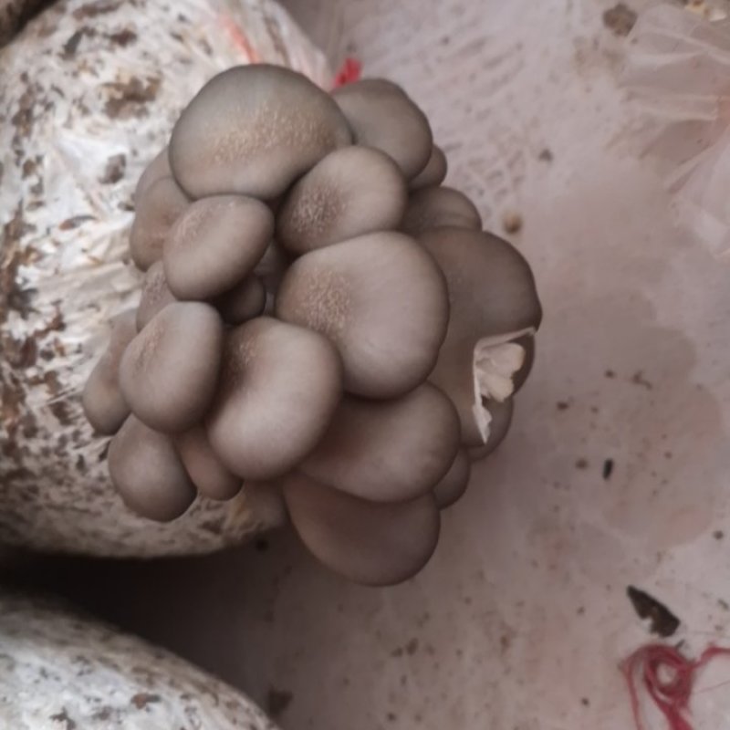 平菇优良品种，一级试管种，原种灰黑色，广温型，抗病高产，
