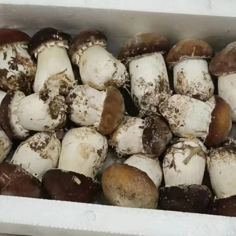 基地直供，大球盖菇鲜品，仿野生栽培，无公害种植，现采现卖