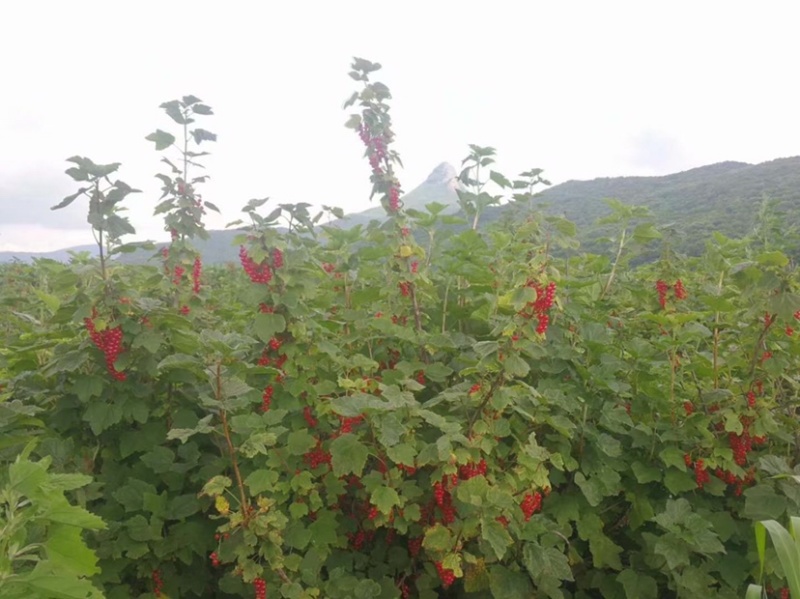 红加仑苗黑加仑苗，盆栽地栽阳台果树苗