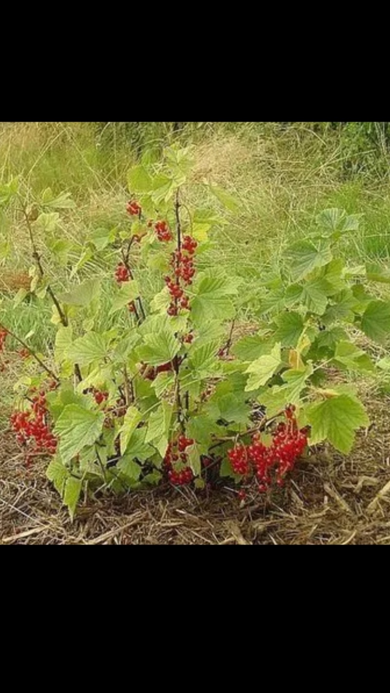 红加仑苗黑加仑苗，盆栽地栽阳台果树苗