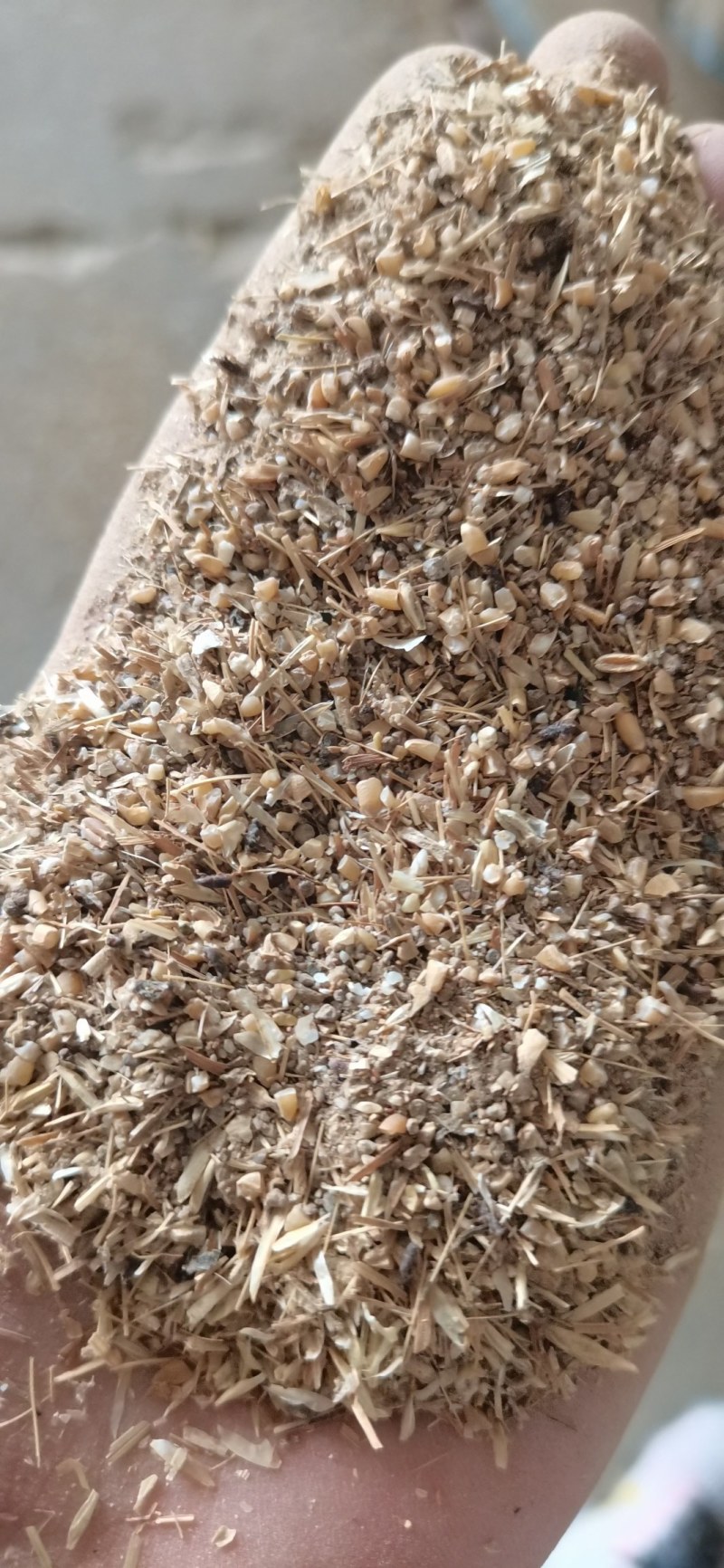 ，碎小麦，喂牛羊猪，鸡鸭鹅，养殖专用！！！