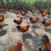 活鸡树林下散养红瑶公鸡土鸡散养大公鸡母鸡