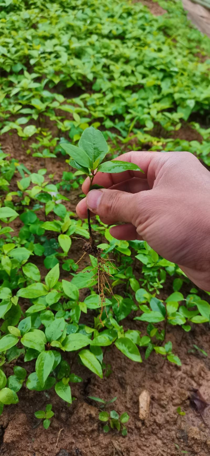 供应香樟苗香樟芽苗当年籽播小叶香樟幼苗占地造林绿化苗包邮