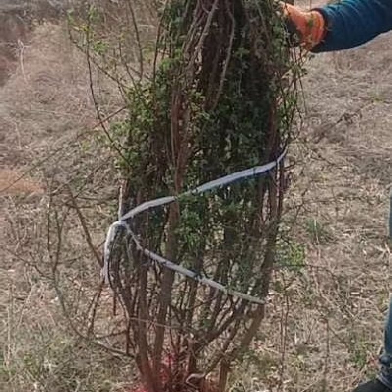 黄刺玫产地大规格黄刺玫批发黄刺玫价格山西丛生黄刺攻