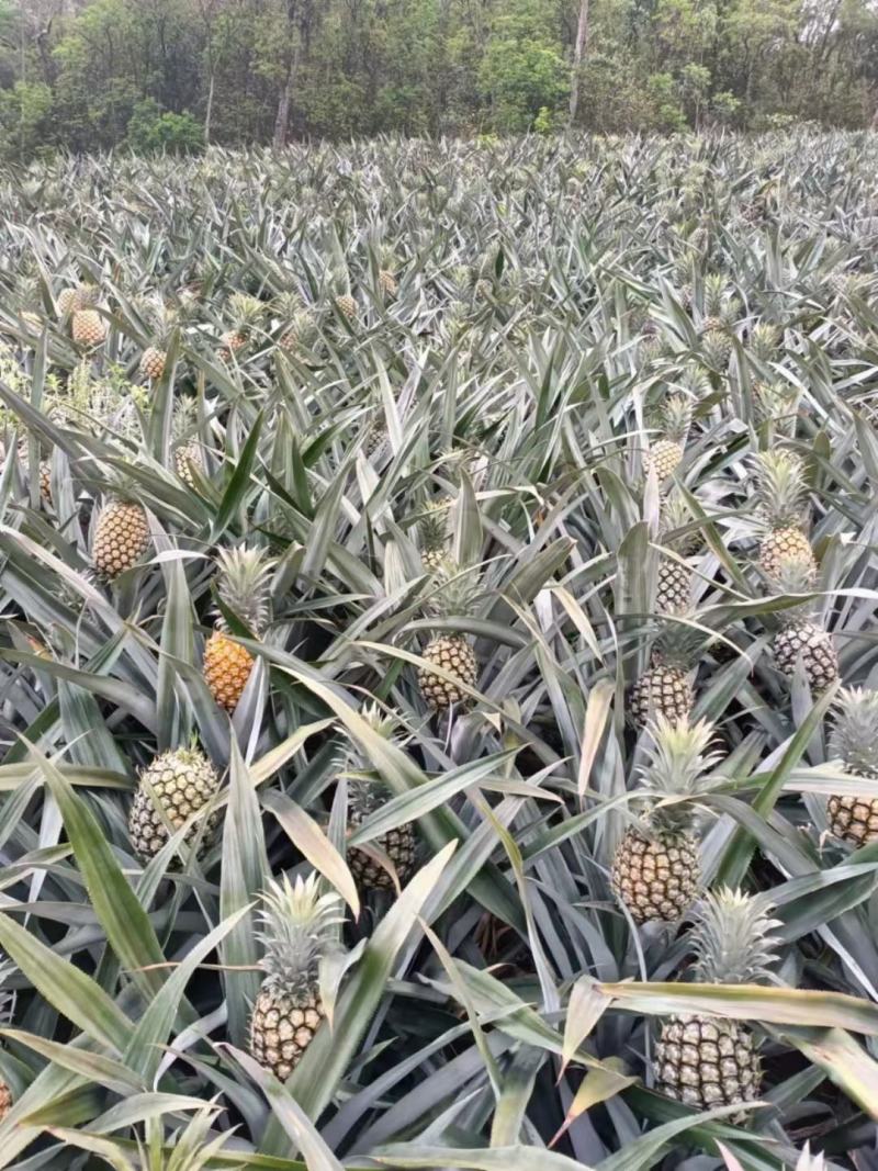 【平台推荐】香水菠萝云南香水菠萝产地货源可对接电商平