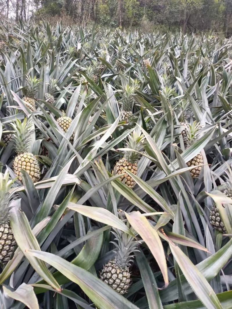 【平台推荐】香水菠萝云南香水菠萝产地货源可对接电商平