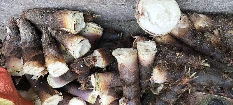 四川原生态带壳楠竹毛壳笋量大批发
