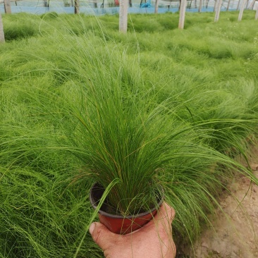 细茎针茅细叶针茅细茎针芒墨西哥羽毛草
