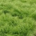 细茎针茅细叶针茅细茎针芒墨西哥羽毛草