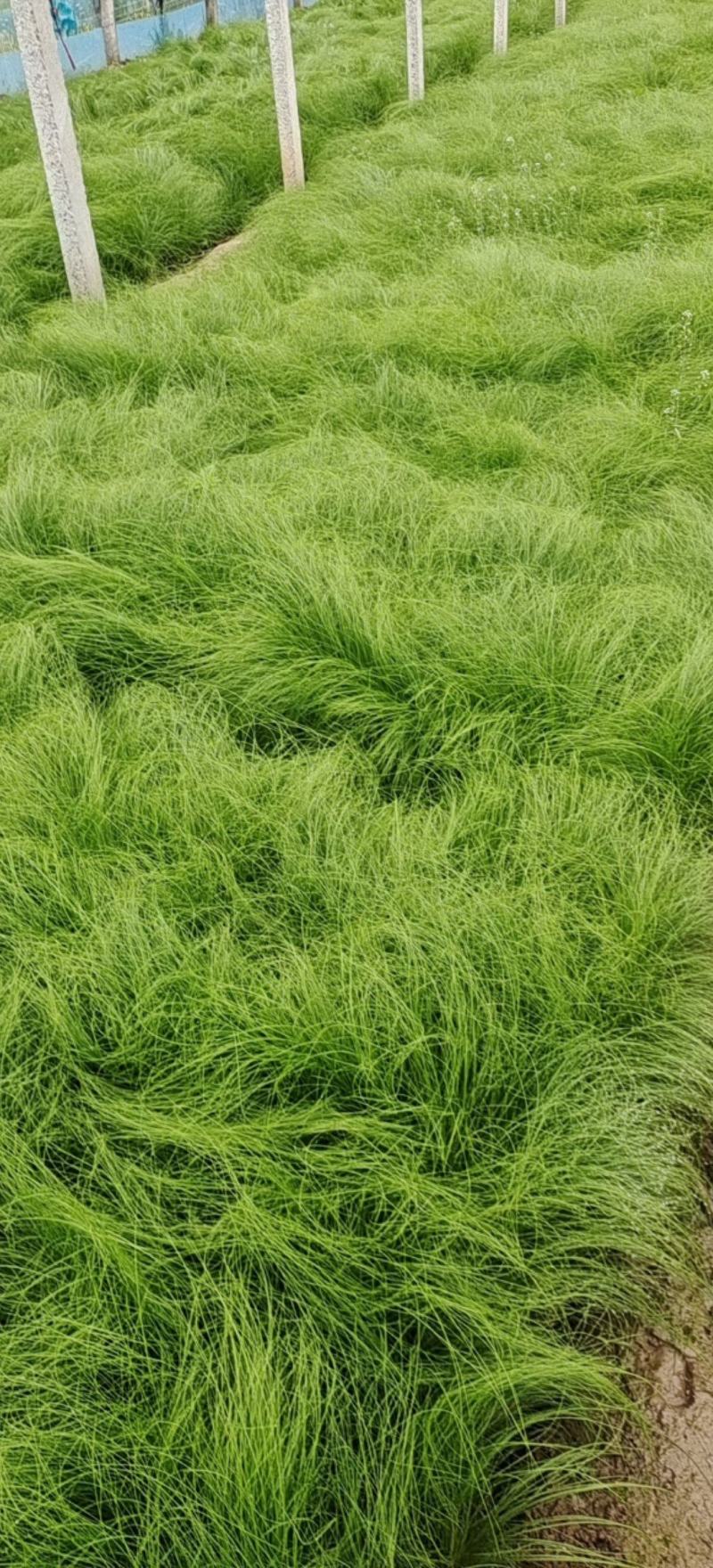 细茎针茅细叶针茅细茎针芒墨西哥羽毛草