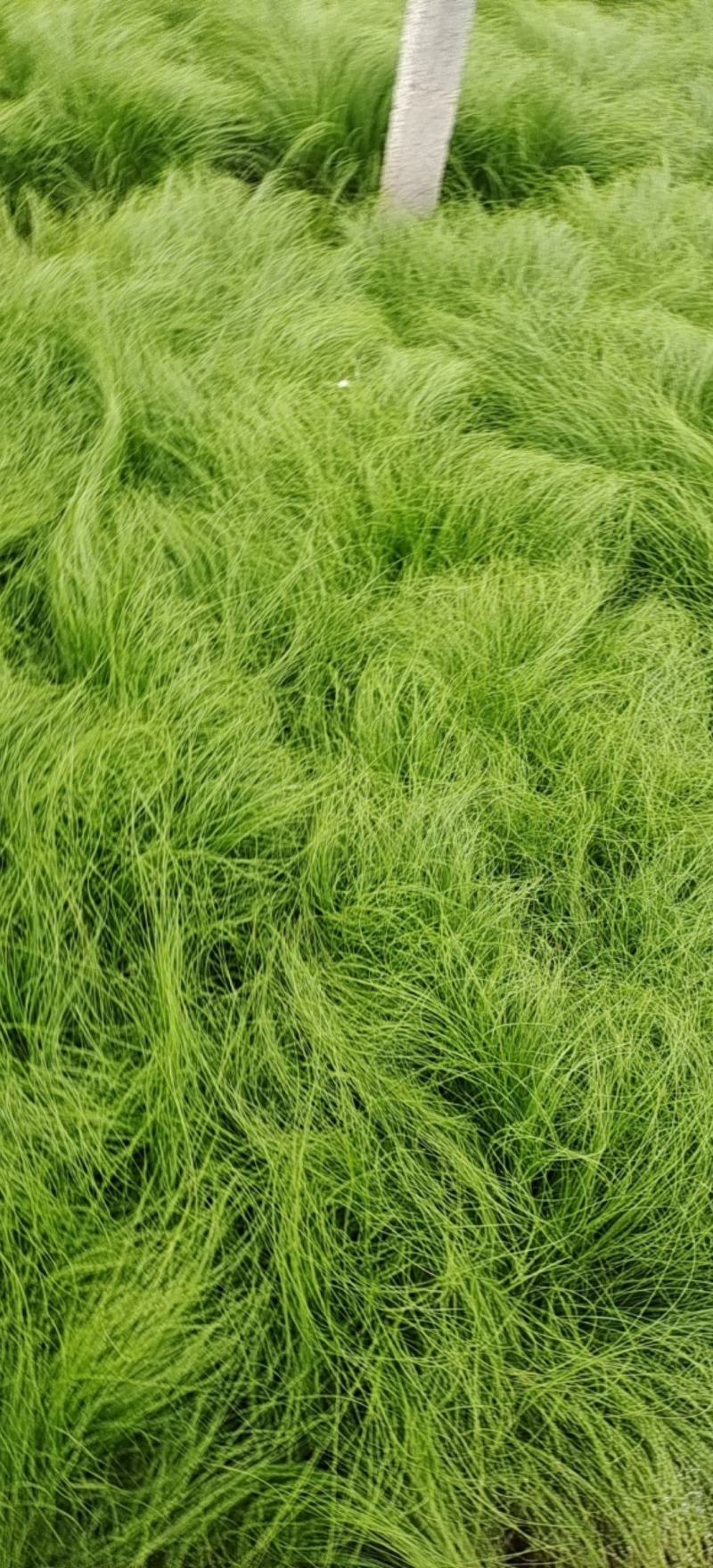 细茎针茅细叶针茅细茎针芒墨西哥羽毛草