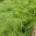 细茎针茅细叶针茅细茎针芒墨西哥羽毛草