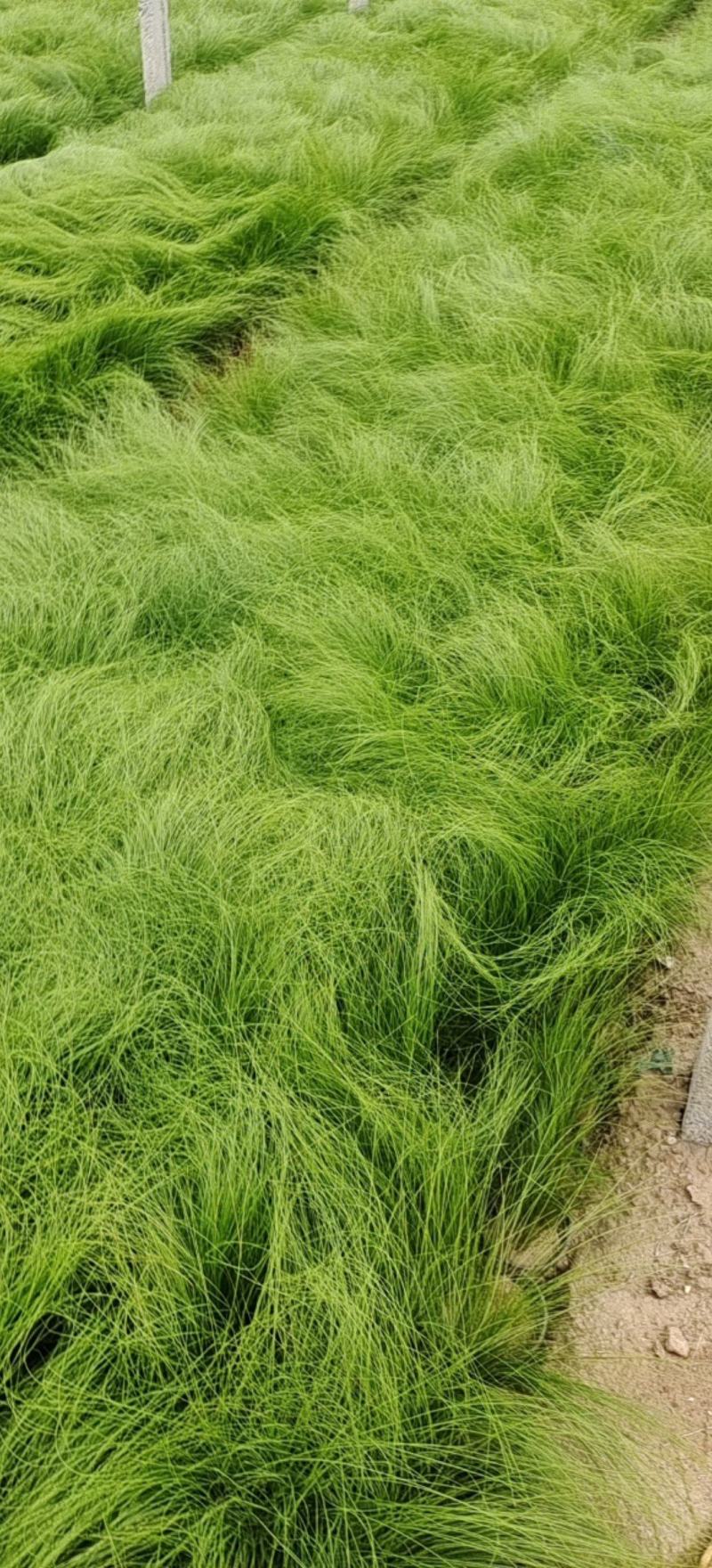 细茎针茅细叶针茅细茎针芒墨西哥羽毛草