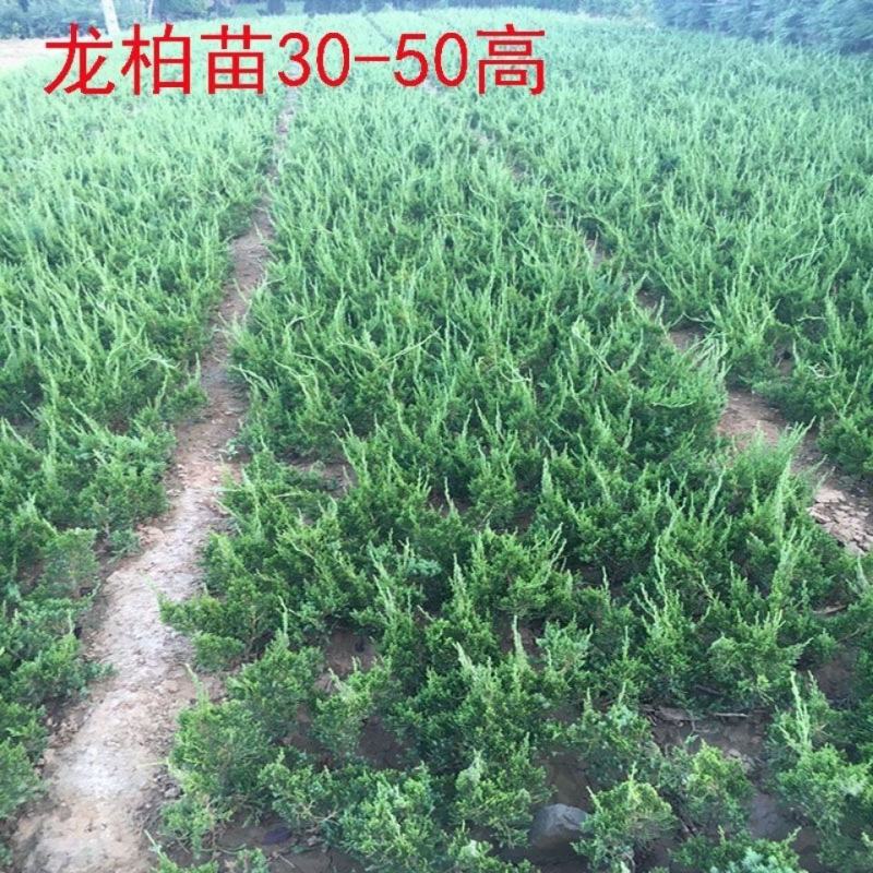 龙柏苗龙柏小苗龙柏树苗绿化苗乔灌木工程苗四季常青耐寒耐荫