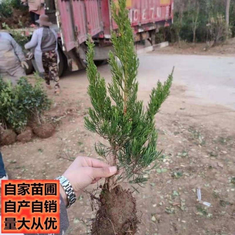 龙柏苗龙柏小苗龙柏树苗绿化苗乔灌木工程苗四季常青耐寒耐荫