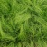 细茎针茅细叶针茅细茎针芒墨西哥羽毛草