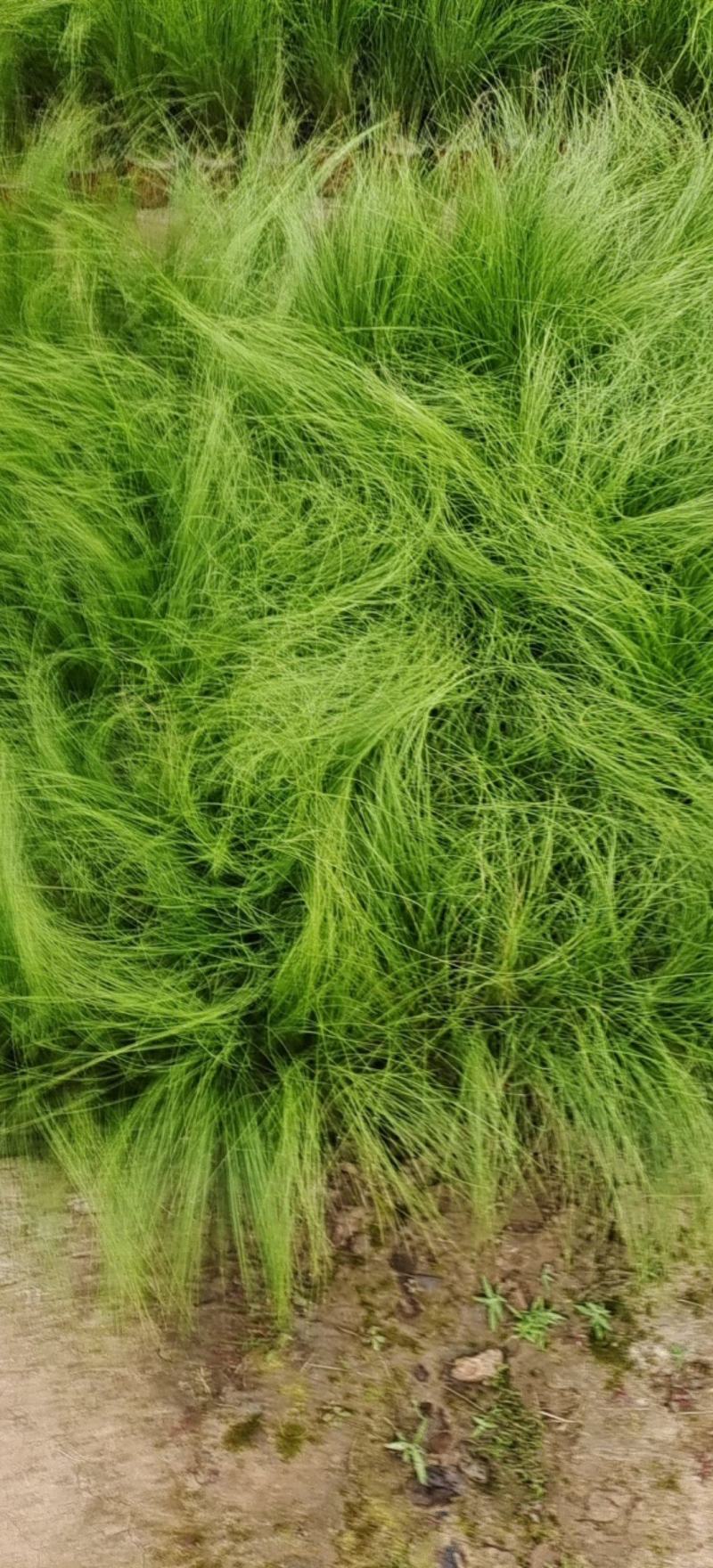 细茎针茅细叶针茅细茎针芒墨西哥羽毛草